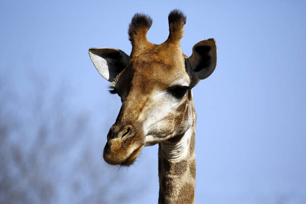 Close-up of a South African Giraffe (Giraffa camelopardalis giraffa). Modlito Game Reserve, Kruger Park, South Africa