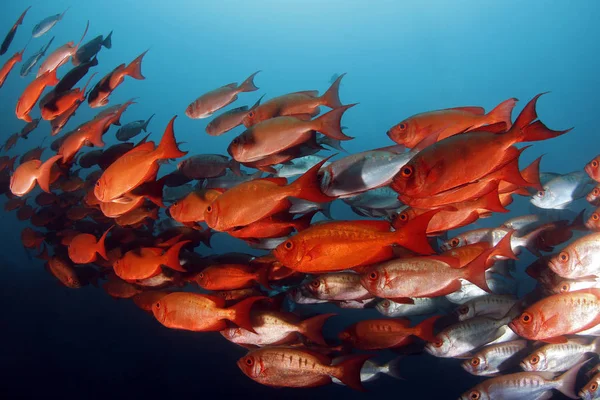 School Lunar Tailed Bigeyes Priacanthus Hamrur Tofo Mozambique — Stock Photo, Image