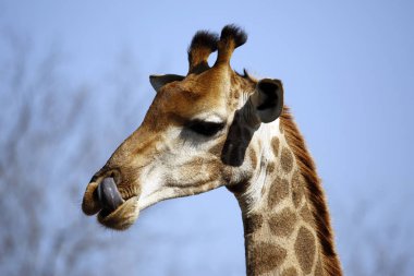 Onun dilini dışarı ile Güney Afrika zürafa (zürafa zürafa zürafa), yakın çekim. Modlito Game Reserve, Kruger Park, Güney Afrika