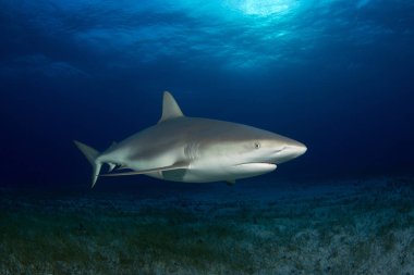Sandy deniz çimen alt üzerinde Karayip resif köpekbalığı (Carcharhinus perezi). Kaplan Beach, Bahama Adaları