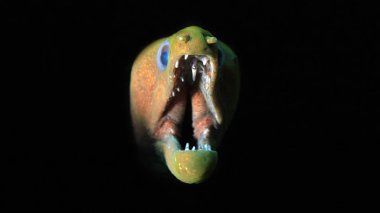 Ağzını sonuna kadar açık, siyah arka plan üzerinde ile panamic yeşil Moray (Gymnothorax castaneus). Coiba, Panama
