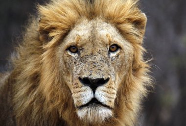 Erkek aslan portre, kameraya bakıyor. Balule doğa Rezervatı ' Kruger Park, Güney Afrika