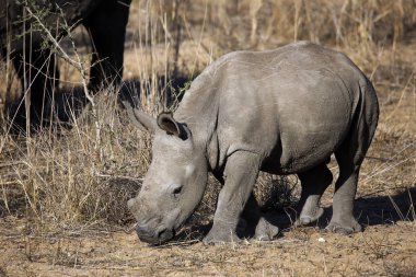 Beyaz Rhino buzağı (Ceratotherium simum). Modlito Game Reserve, Kruger Park, Güney Afrika