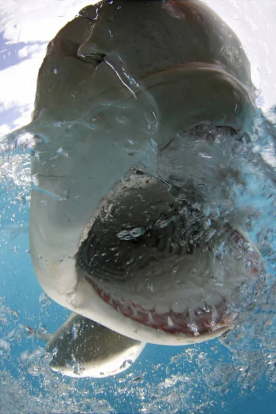 Λεμόνι Καρχαρία Negaprion Brevirostris Split Shot Ανοιχτό Στόμα Δείχνει Δόντια — Φωτογραφία Αρχείου