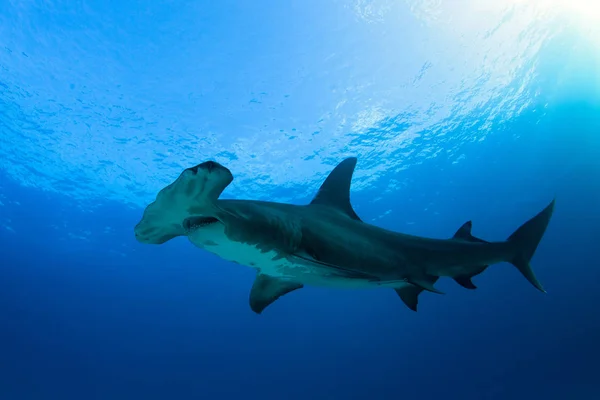 Gran Tiburón Martillo Sphyrna Mokarran Contra Agua Azul Superficie Playa — Foto de Stock