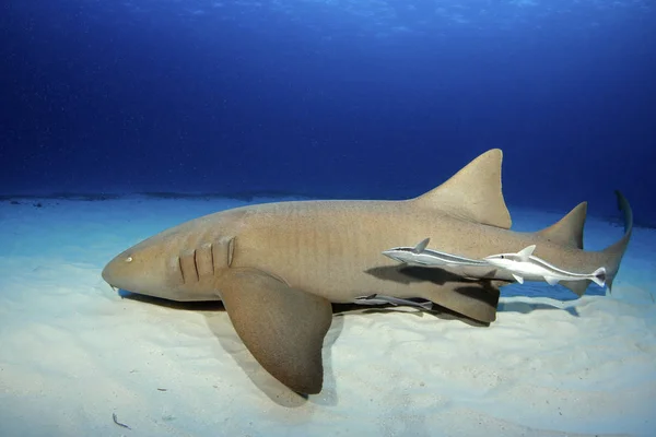 Enfermeira Tubarão Ginglymostoma Cirratum Com Três Remoras Longo Fundo Areia — Fotografia de Stock