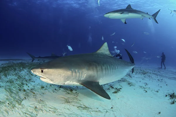 Tubarão Tigre Galeocerdo Cuvier Nadando Perto Com Tubarão Recife Caribenho — Fotografia de Stock