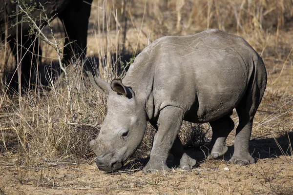Beyaz Rhino buzağı (Ceratotherium simum). Modlito Game Reserve, Kruger Park, Güney Afrika