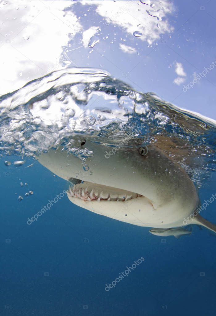 Lemon Shark (Negaprion brevirostris) Close-up, Split Shot at Surface. Tiger Beach, Bahamas