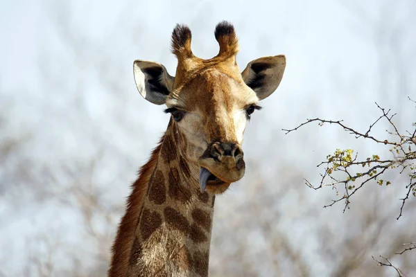 Zbliżenie South African Żyrafa Giraffa Camelopardalis Giraffa Jego Język Się — Zdjęcie stockowe