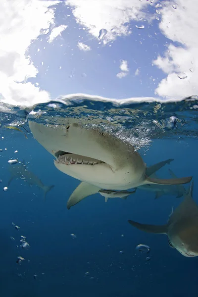 Requin Citron Negaprion Brevirostris Gros Plan Plan Éclaté Surface Tiger — Photo