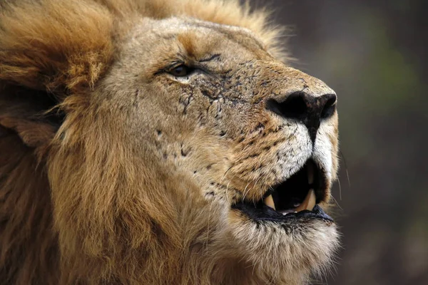 Erkek Aslan Gururu Portre Için Arıyorum Balule Doğa Rezervatı Kruger — Stok fotoğraf