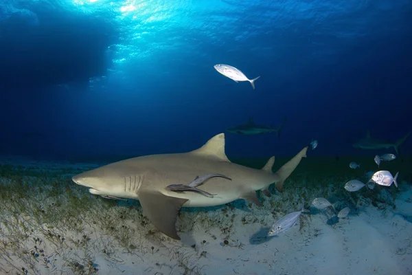 Zitronenhai Negaprion Brevirostris Mit Einigen Karibischen Riffhaien Hintergrund Tigerstrand Bahamas — Stockfoto