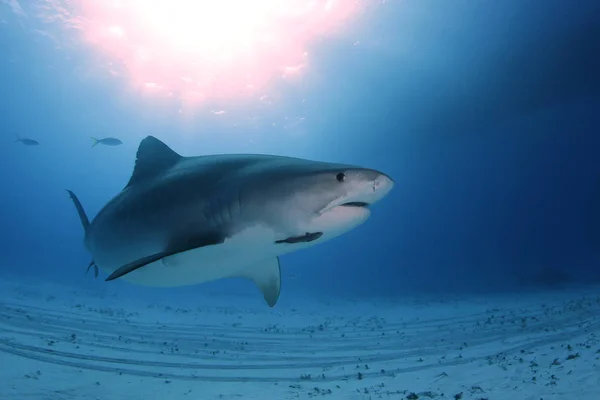 Tiger Shark Galeocerdo Cuvier Swimming Close Sun Bursts Surface Тайгер — стоковое фото