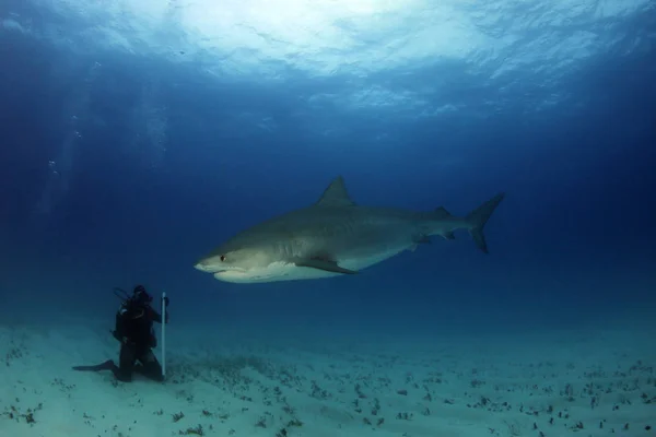 Tiger Shark Galeocerdo Cuvier Diver Sitting Sand Bottom Tiger Beach — Stock Photo, Image