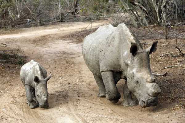 Rinoceronte Branco Ceratotherium Simum Com Bezerro Estrada Sujeira Modlito Game — Fotografia de Stock