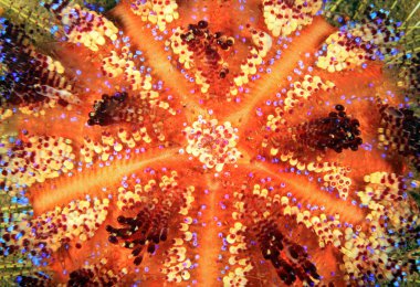 Bir yangın kestanesi (Astropyga yaymak) close-up. Anilao, Filipinler
