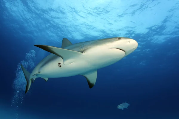 Caribe Tiburones Arrecife Carcharhinus Perezi Desde Abajo Contra Superficie Playa — Foto de Stock