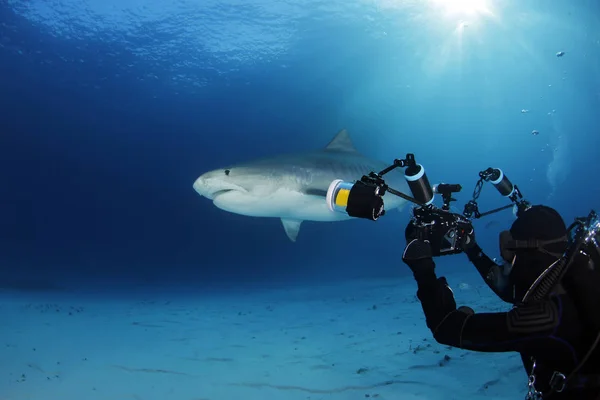 Tiger Shark over Sand Bottom, with Sun Bursts through the Surface. Tiger Beach, Bahamas