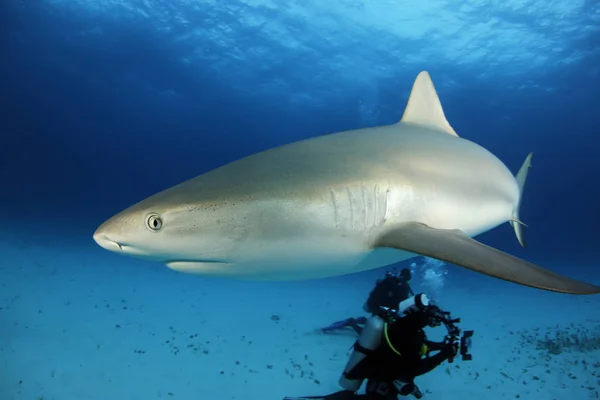 Caribbean Reef Shark Carcharhinus Perezi Close Tiger Beach Bahamas Royalty Free Stock Images