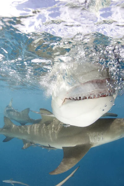 Καρχαρίας Της Λεμονιού Αρνητρο Brevirostris Δείχνοντας Δόντια Κοντινό Πλάνο Σκίσιμο — Φωτογραφία Αρχείου