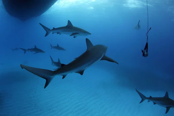 Osm Karibských Útesů Žraloci Carcharhinus Perezi Během Bezpečnostní Zarážky Pláž — Stock fotografie