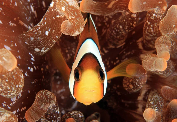 アネモネのオレンジフィン Anemonefish Amphiprion Chrysopterus アニラオ フィリピン — ストック写真