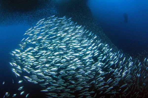 Sardina Moalboal Cebú Filipinas — Foto de Stock