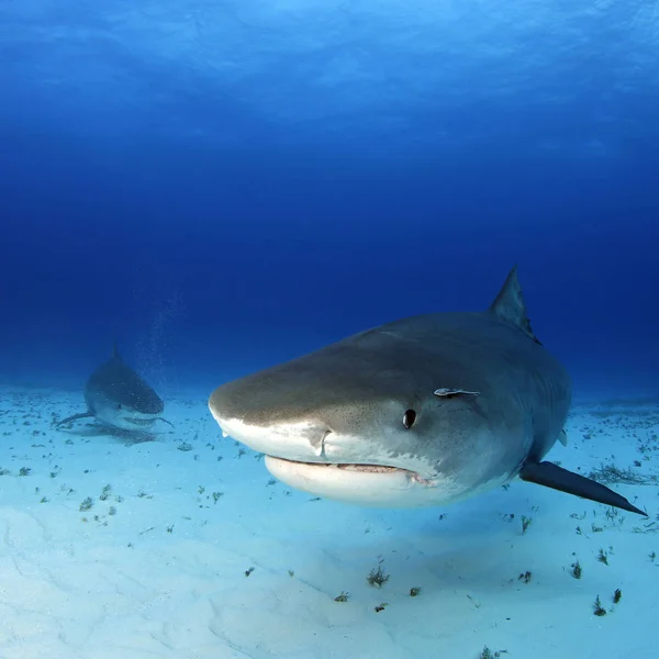 Tiger Sharks Approaching Sand Bottom One Very Close Tiger Beach — Stock Photo, Image