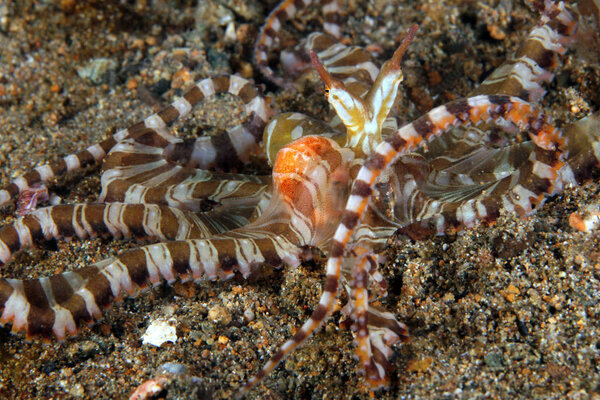 Wonderpus (Wunderpus photogenicus) на песчаном дне. Анилао, Филиппины
