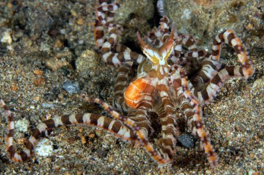 Wonderpus (Wunderpus photogenicus) Sandy altta. Anilao, Filipinler