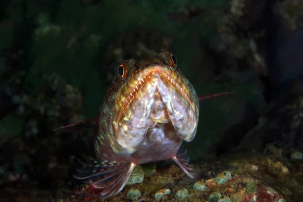 Främre Närbild Lizardfish Botten Anilao Filippinerna — Stockfoto