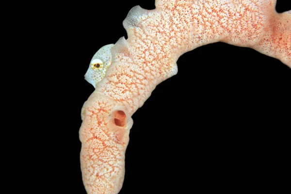 Southern Pygmy Leatherjacket Brachaluteres Jacksonianus Coral Anilao Philippines — Stock Photo, Image