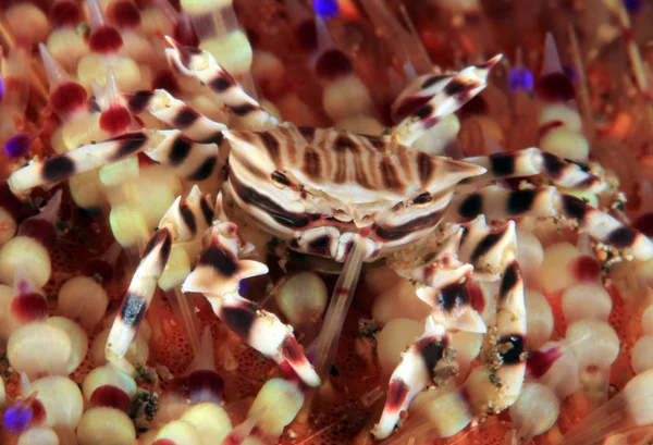 Zebra Urchin Crab Zebrida Adamsii Fire Urchin Anilao Filipinas — Fotografia de Stock