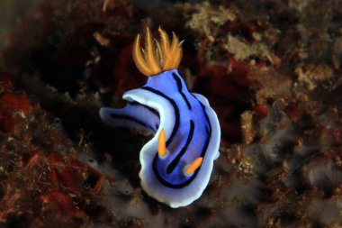 Kromodoris Çıplaklık, Tanımlanamayan Türler. Anilao, Filipinler