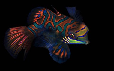 Mandarinfish (aka Mandarin Dragonet, Synchiropus splendidus) Siyah Arka Plan üzerinde. Moalboal, Filipinler