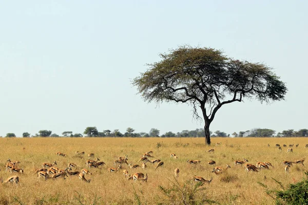 Thomsons Gazelles Savannah Serengeti Tanzânia — Fotografia de Stock