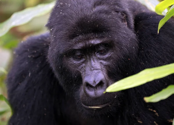 Close Gorila Montanha Masculino Gorilla Beringei Beringei Parque Nacional Impenetrável — Fotografia de Stock