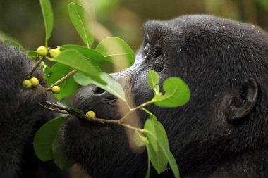 Bir Dağ Goril Yakın Çekim (Gorilla beringei beringei) Çilek besleme. Bwindi Aşılmaz Ulusal Parkı, Uganda