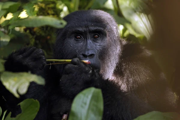 山大猩猩 大猩猩贝林吉 看着相机 乌干达布温迪不可逾越国家公园 — 图库照片