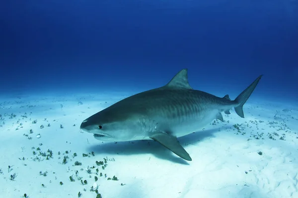 Μεγάλος Έγκυος Καρχαρίας Τίγρης Πάνω Από Την Άμμο Κάτω Παραλία — Φωτογραφία Αρχείου