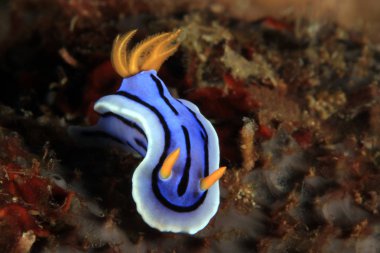 Kromodoris Çıplaklık, Tanımlanamayan Türler. Anilao, Filipinler