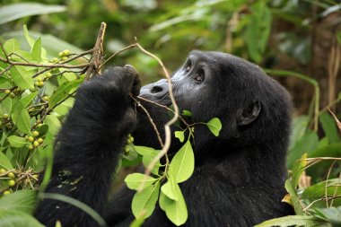 Dağ Goril (Gorilla beringei beringei) Çilek besleme. Bwindi Aşılmaz Ulusal Parkı, Uganda