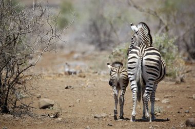 Foal ile Burchell's Zebra (Equus burchelli). Timbavati, Kruger Park, Güney Afrika