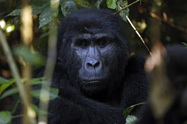 Bir Dağ Goril Gorilla Beringei Beringei Ile Göz Teması Bwindi — Stok fotoğraf