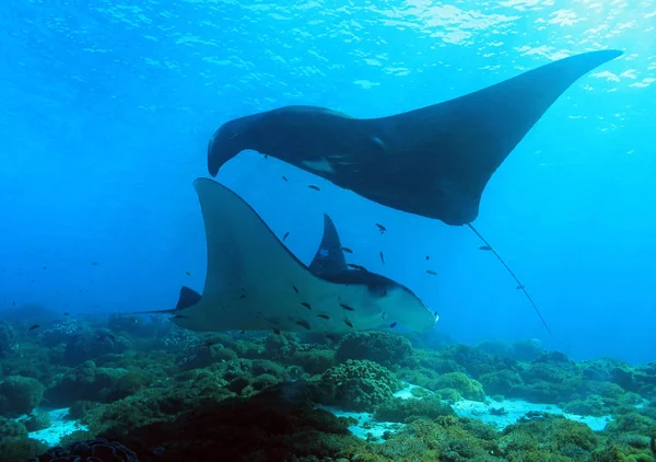 Mantas Manta Rays Manta Manta Ray Reef Manta Black Manta — Stock Photo, Image