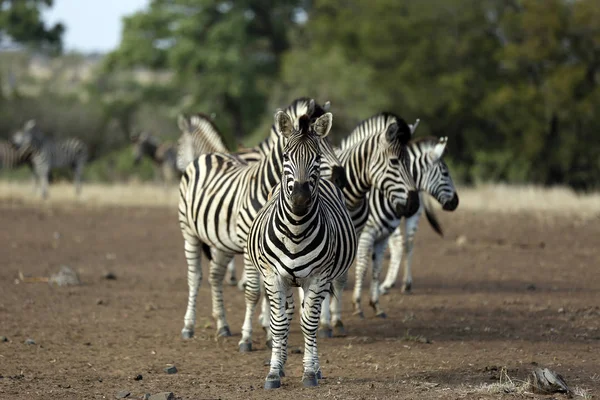 Grupo Cebras Burchell Equus Burchelli Satara Kruger Park Sudáfrica — Foto de Stock
