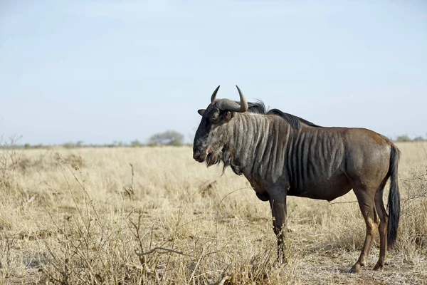 Blue Wildebeest Connochaetes Taurinus Savannah Satara Kruger Park África Sul — Fotografia de Stock