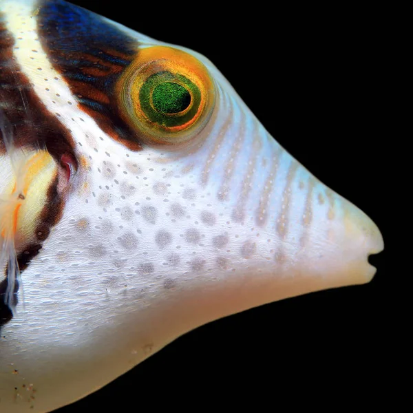 Close Black Saddled Toby Canthigaster Valentini Aka Valentinnis Sharpnose Pufferfish — Stock Photo, Image