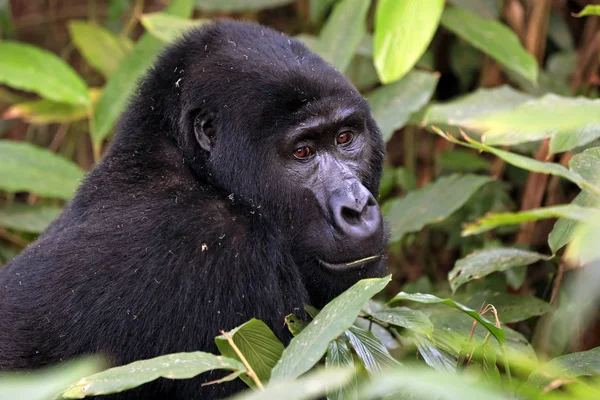 Mountain Gorilla Gorilla Beringei Beringei Bwindi Uigennemtrængelig Nationalpark Uganda - Stock-foto